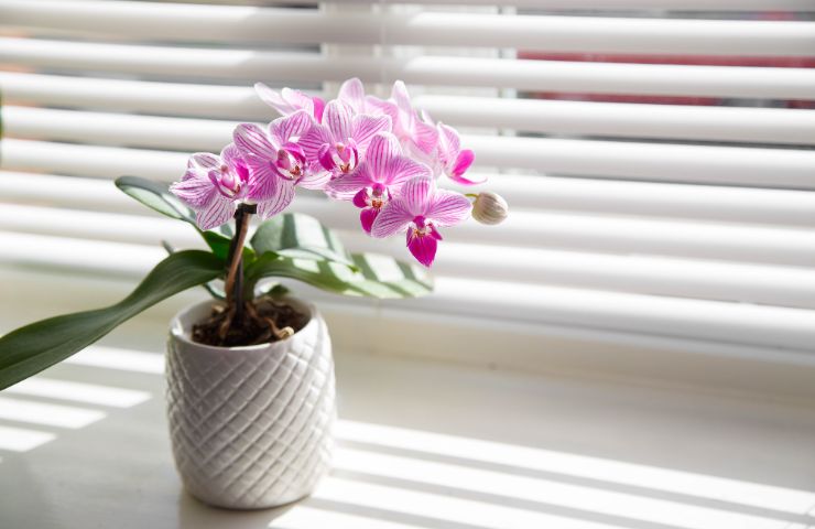 Orchidea in vaso