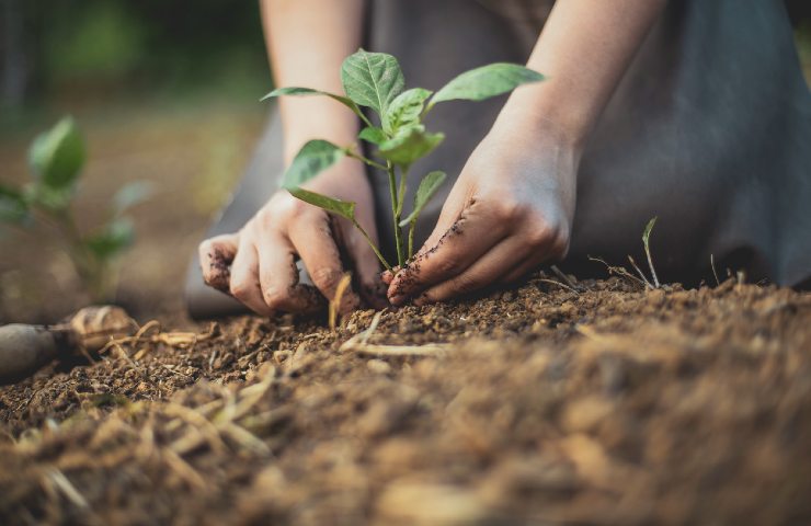 lavorare terra