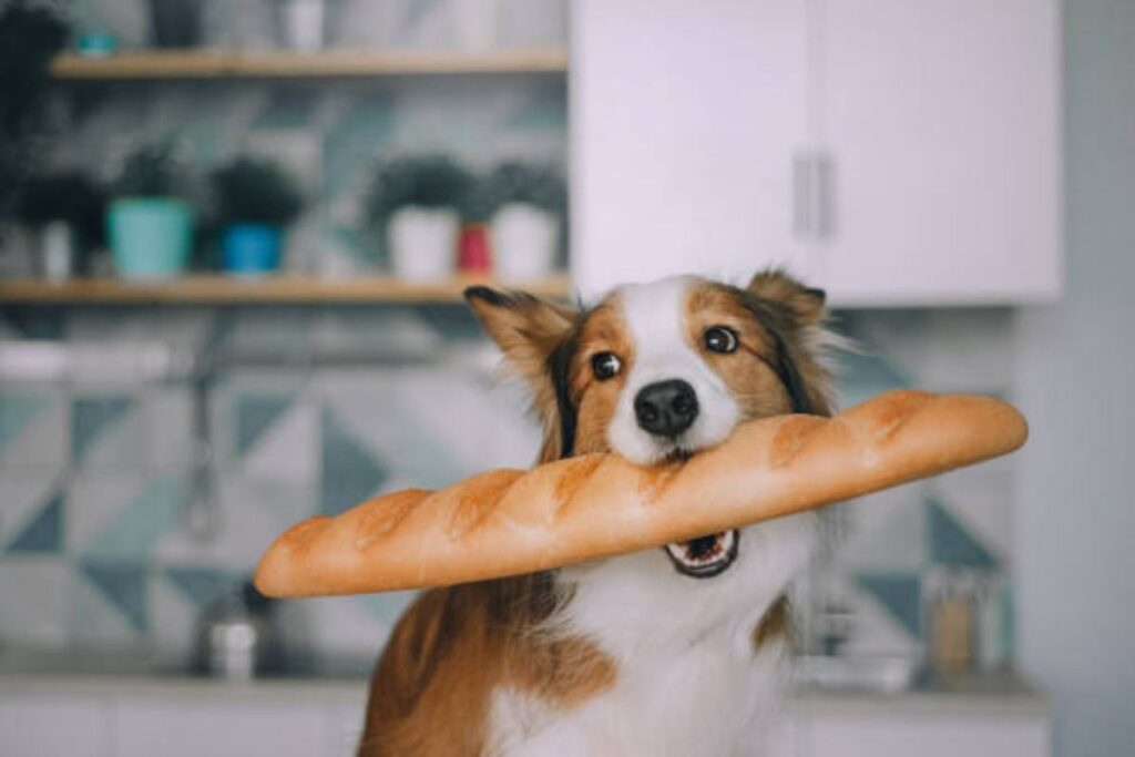 il cane può mangiare il pane?